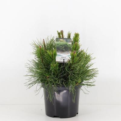 Pinus mugo pumilio - Warentuin natuurlijk