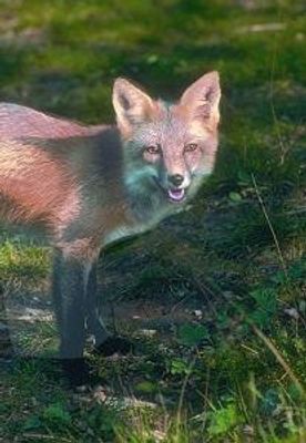 Fox (vos)