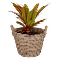 Planten/bloemen mand Levi - rotan - naturel - D25 x H18 cm - plantenpot voor buiten - thumbnail