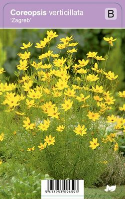 Vips Coreopsis verticillata Zagreb - Meisjesogen