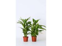 Air So Pure Kamerplanten XL - mix van 2