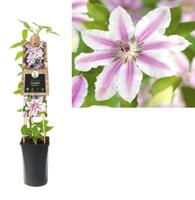 Clematis 'Nelly Moser' - bosrank