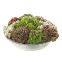 Sempervivum (Huislook) in schaal - P 29 cm