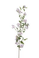 Jasmin branch white/pink 140 cm - Emerald