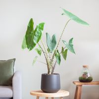 Alocasia Zebrina - Olifantsoor - inclusief Zwarte Keramieken Pot - P19