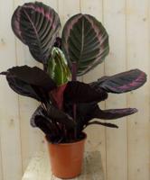 Calathea Surprise Star Pauwenplant groot blad met roze 60 cm - Warentuin natuurlijk