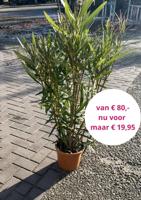 Oleander geel