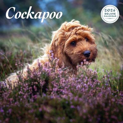 Cockapoo Kalender 2026 Deluxe