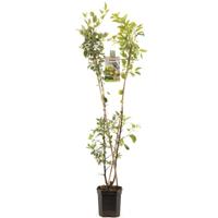 Duo-appelboom
