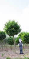 Bol acacia volgroeid Robinia ps. Umbraculifera h 315 cm st. omtrek 22,5 cm st. h 220 cm - Warentuin Natuurlijk