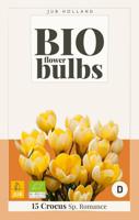 Crocus sp. romance bio - Jub