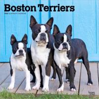 Boston Terrier Kalender 2026