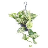 Scindapsus Marble Queen - P 15 cm