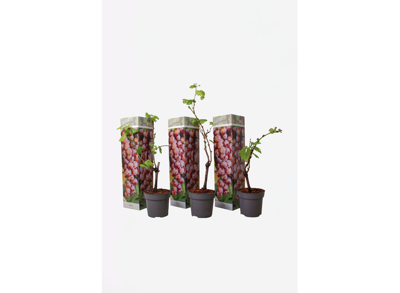 Druiven rood - set van 3