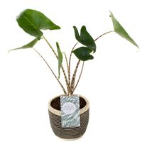 Alocasia Zebrina in retro pot - Vtwonen collectie