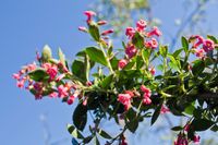 Escallonia - thumbnail