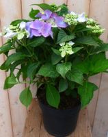 Hortensia Hydrangea blauw randjesbloem 40 cm - Warentuin Natuurlijk