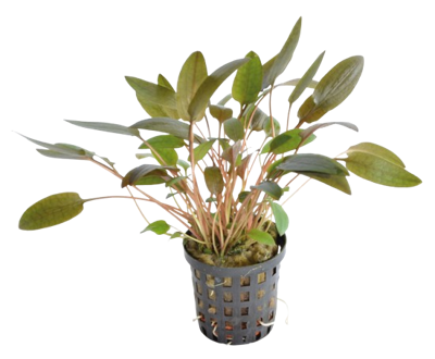 AquaVitaal Cryptocoryne Wendtii Bruin