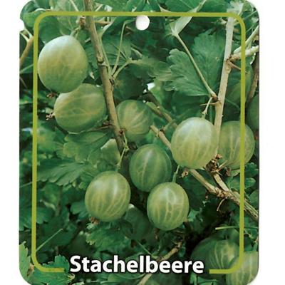 Ribus Uva-Crispa Grune Stachelbeere - Oosterik home