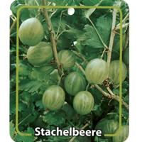 Ribus Uva-Crispa Grune Stachelbeere - Oosterik home Ribus Uva-Crispa Grune Stachelbeere - Oosterik home