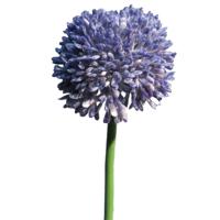 Allium/Sierui Globemaster kunstbloem - losse steel - paars - 44 cm - Natuurlijke uitstraling