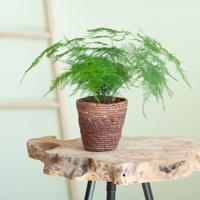 Asparagus Plumosus - Sierasperge - P12