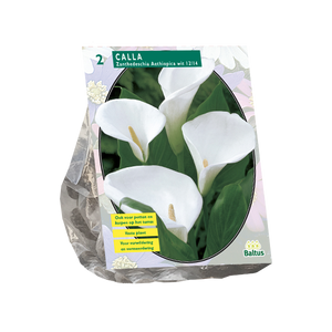 Witte Aronskelk