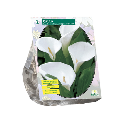Witte Aronskelk