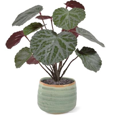 Saxifraga kunstplant 25cm - groen/rood