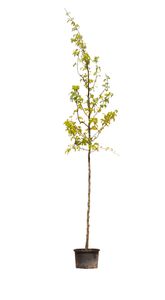 Gele valse Christusdoorn Gleditsia tr. Sunburst h 350 cm st. omtrek 12 cm - Warentuin Natuurlijk