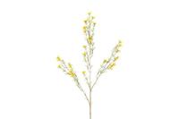 Decostar Chamelaucium L 78 cm geel