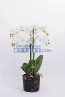 Phalaenopsis 5-tak - 68 cm - thumbnail