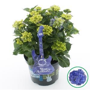 Hydrangea Macrophylla Music Collection "Blue Ballad"® boerenhortensia - 30-40 cm - 1 stuks