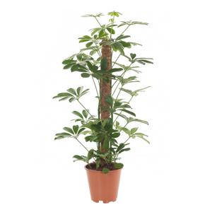 Schefflera Compacta (Vingerboom) - P 19 cm