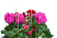 Splitbamboe naturel H30cm dia. 3-3,5mm set a 20 stuks Nature - Nature