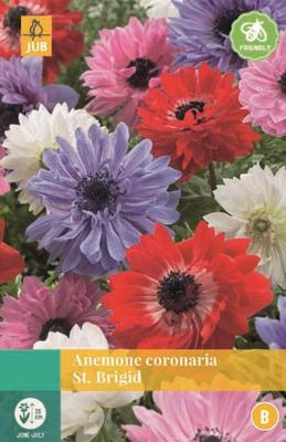 Anemone Coronaria St. Brigid Mix - Jub