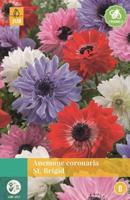 Anemone Coronaria St. Brigid Mix - Jub