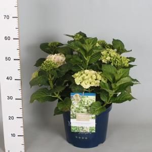 Hydrangea Macrophylla "Magical Noblesse"® boerenhortensia - 40-50 cm - 1 stuks