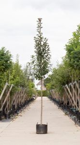 Roodbladige sierappel Malus Mokum h 450 cm st. omtrek 16 cm - Warentuin Natuurlijk