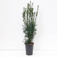Taxus media hicksii - Warentuin natuurlijk