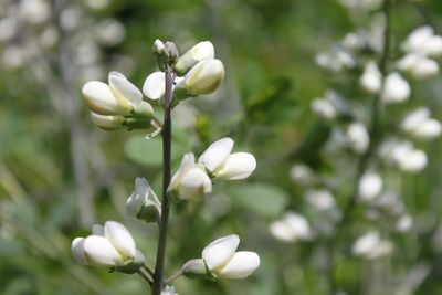 Indigo lupine Indigo lupine