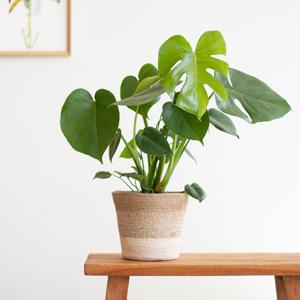 plantje.nl Monstera Deliciosa, Gatenplant, Jute Pot Wit, Groen, Jute, Geschikt voor beginners, luchtzuiverend