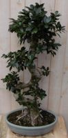 Kamerplant Bonsai Ficus 80 cm - Warentuin Natuurlijk - thumbnail