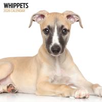 Whippet Modern Kalender 2026
