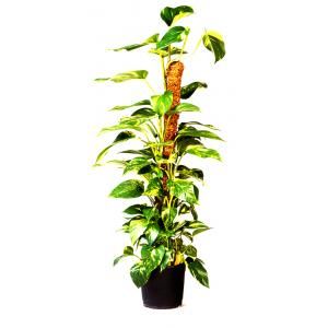Plantenstok kokos 90 x 38 x 38 cm