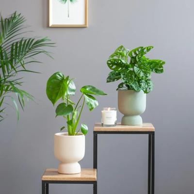 Monstera Duo - P12