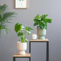 Monstera Duo - P12