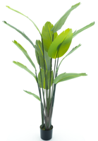 Strelitzia palm in pot 187cm - thumbnail