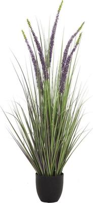 Eremurus gras in pot 110 cm - Hortus