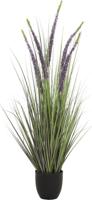 Eremurus gras in pot 110 cm - Hortus